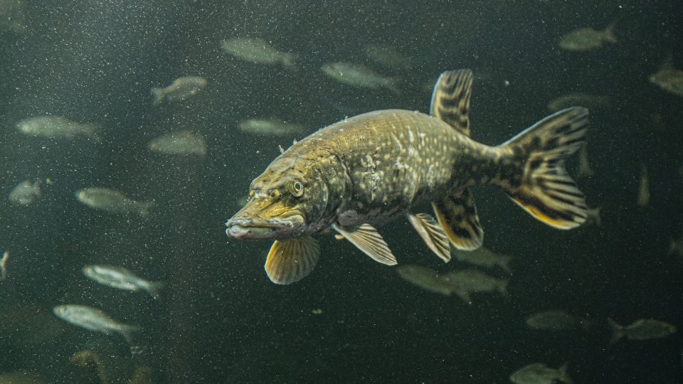 Ve starší části zoo je obří akvárium se sladkovodními rybami