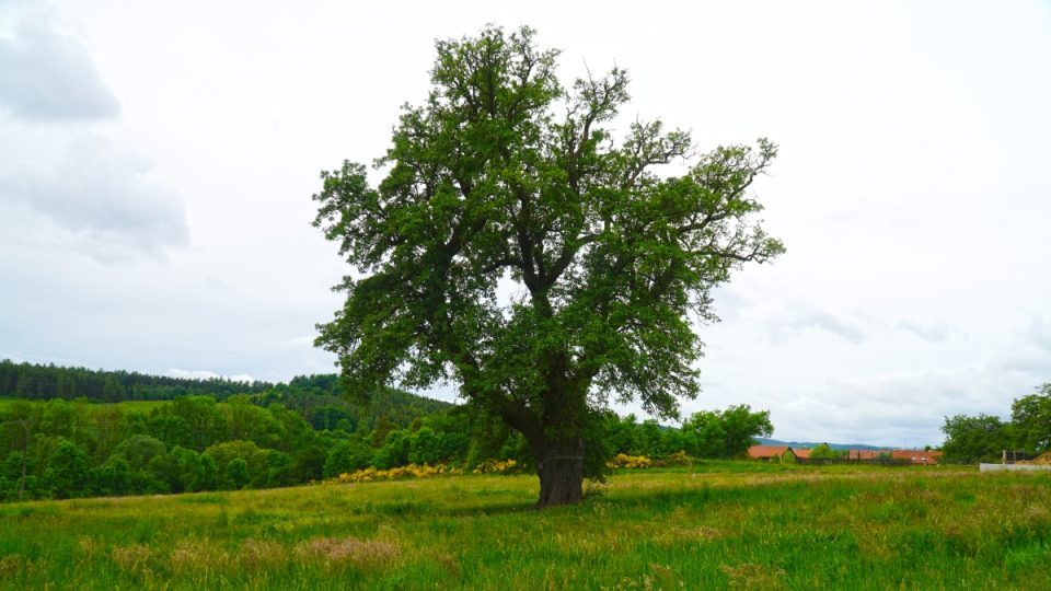 Strom roku v roce 2022 - hrušeň hnilička z obce Drásov na Příbramsku