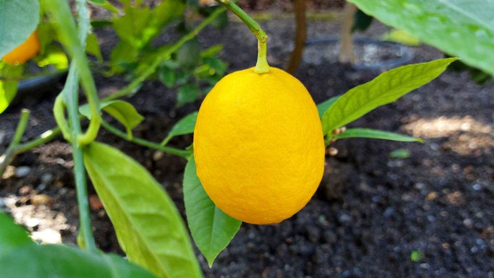 Pěstování citrusů dodá našemu bytu, balkónu nebo terase středomořský nádech