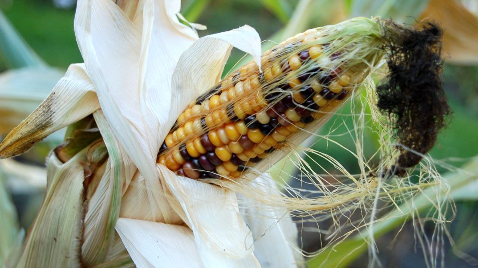 Kukuřice, u které se objevila tmavá zrna