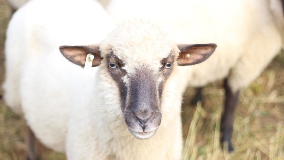 Chov ovcí na Vysočině