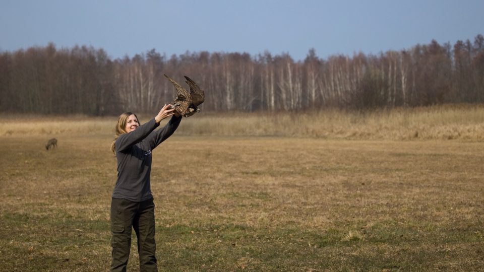Vypouštění uzdravené samice sokola stěhovavého do přírody