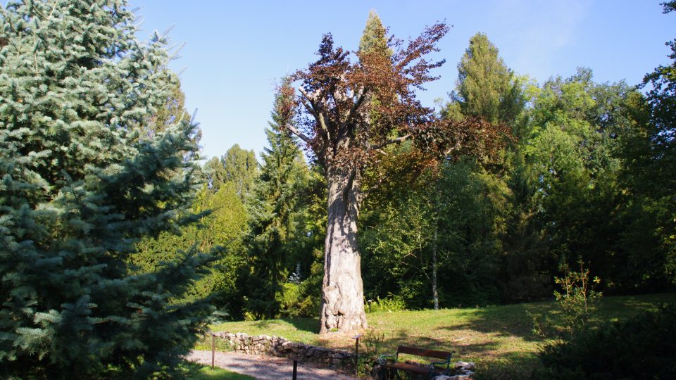 Jeden z nejstarších stromů v parku je tento buk