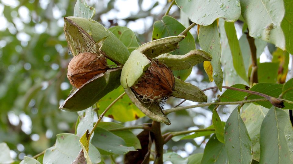 Tyto ořechy vypadnou na zem při silnějším zatřesení větvemi. Není třeba je otloukat