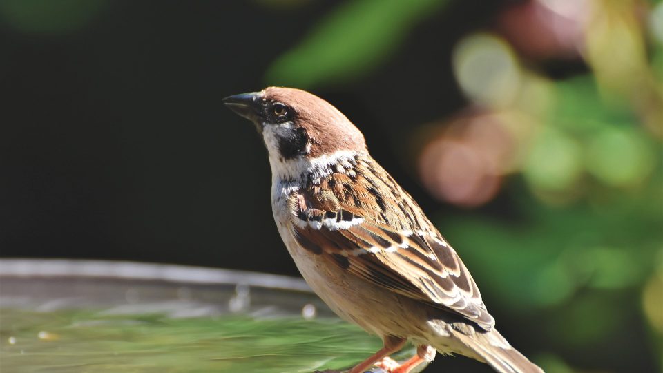 Pro ptáky bývá složité, zvlášť v suchém období, najít vhodný zdroj vody