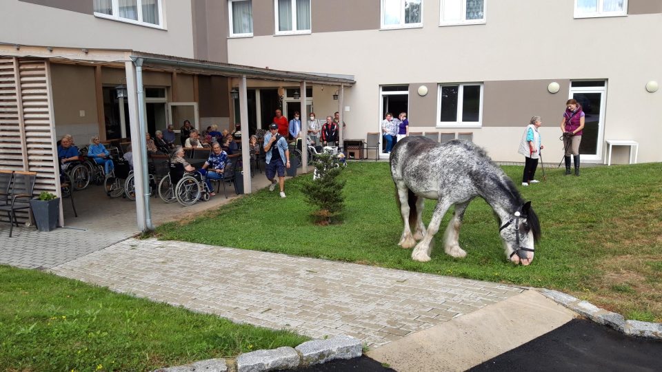 Kůň Moony je v domovech pro seniory pravidelným návštěvníkem