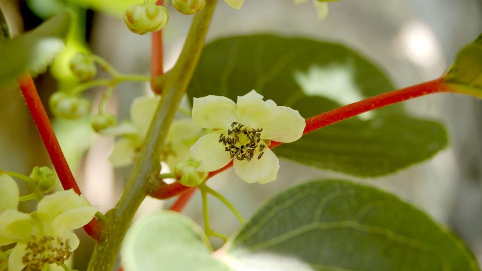 Samčí květ Actinidia arguta