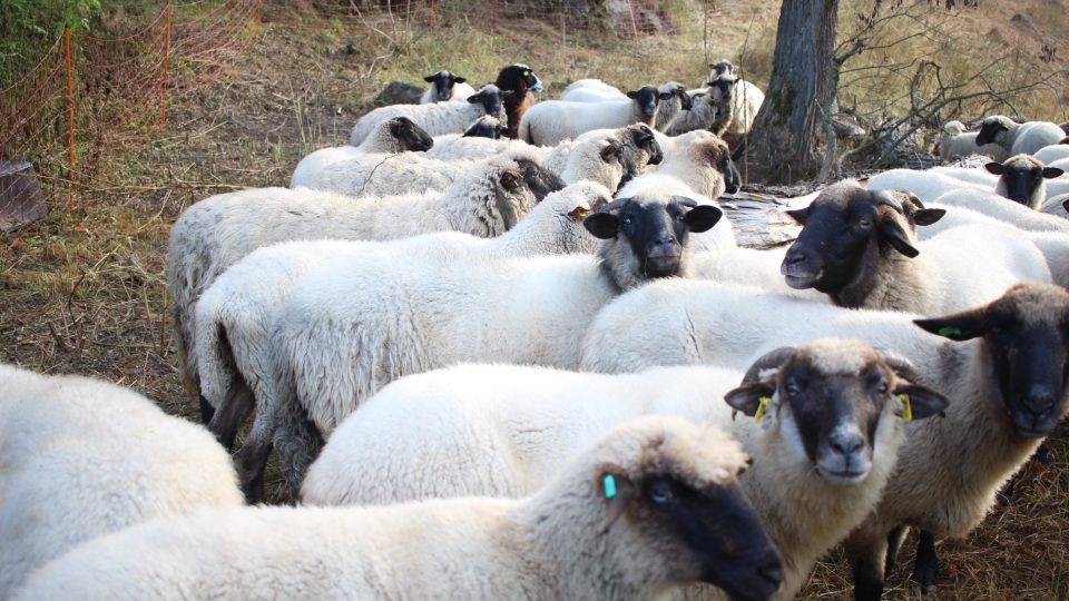 Chov ovcí na Vysočině