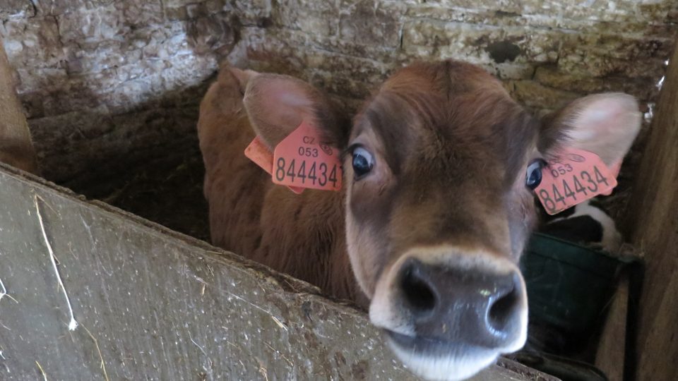 Na Rodinné farmě v Luži chovají krávy plemene Jersey. Produkují mléko s vysokým obsahem tuku
