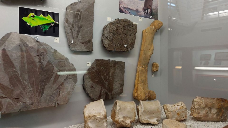 Stehenní kost dinosaura nazvaného Burianosaurus augustai, český nález, Nová Ves