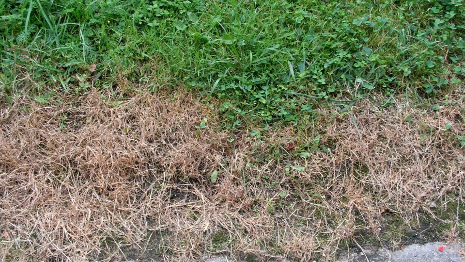 Aktivní látka glyfosát postupuje díky suchému počasí a rose do hloubi trávníku