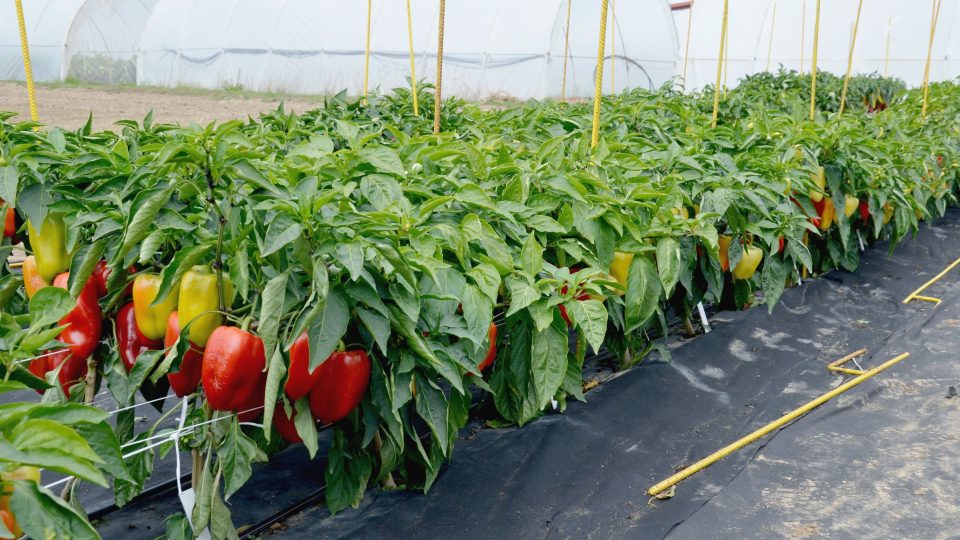 Pěstování paprik je u nás povětšinou velmi úspěšné
