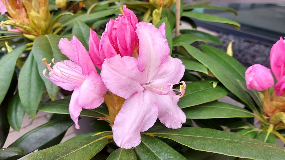 Kvetoucí rododendron
