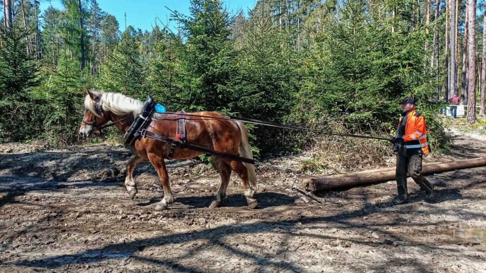 Brdská lesní bitva - II. ročník soutěže tažných koní