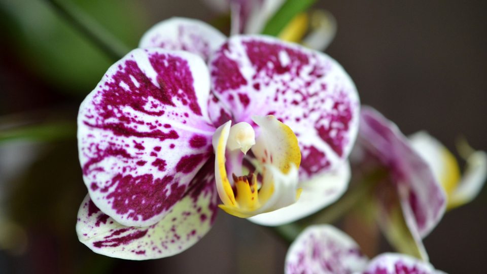 Kvetoucí orchidej Phalaenopsis