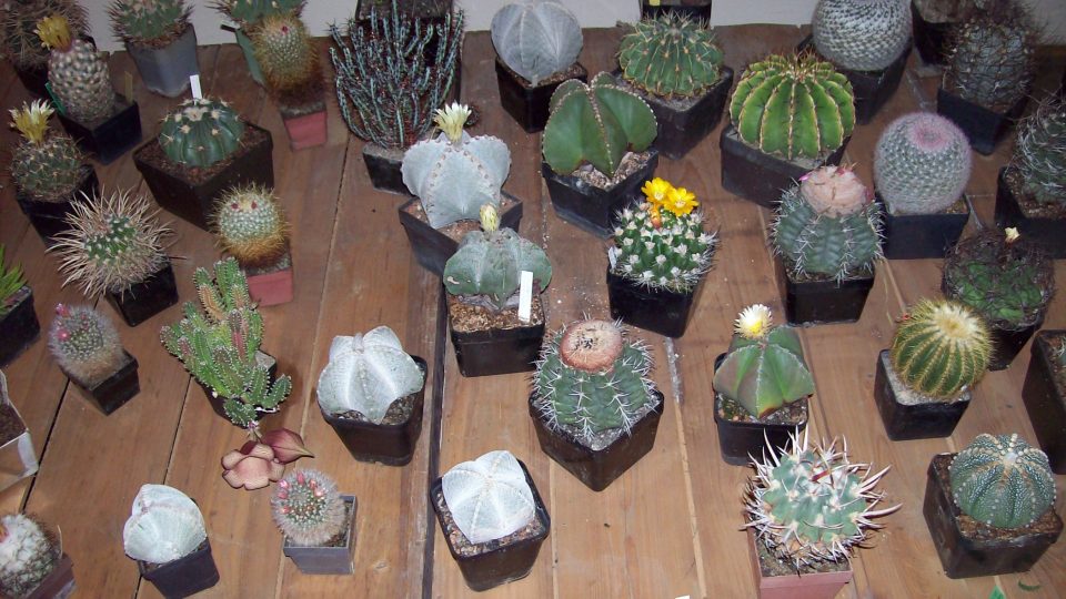 Kaktusy 