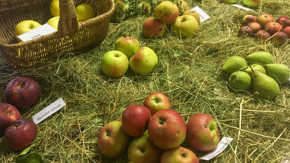 Malá výstava starých odrůd jablek na Správě CHKO Železné hory v Nasavrkách