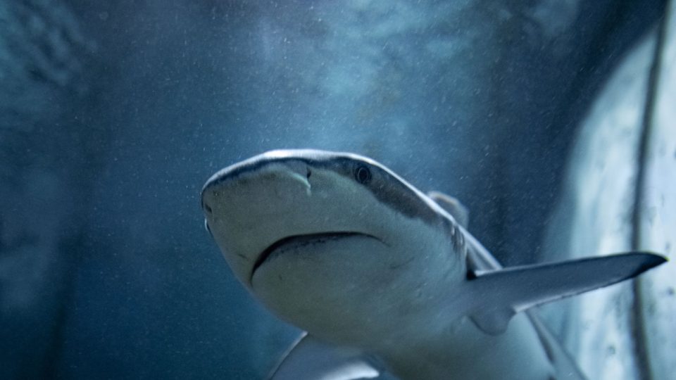 Žraloci obývají největší nádrž Mořského světa