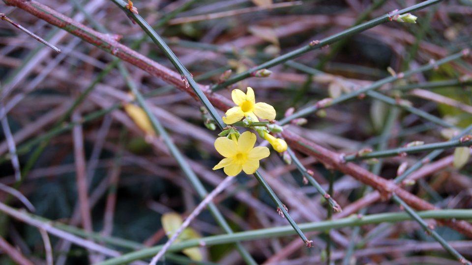 Žluté květy jasmínu nahokvětého (Jasminum nudiflorum) se objevují ještě před koncem roku 