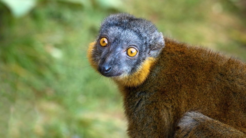 Lemur límcový v Zooparku Zájezd