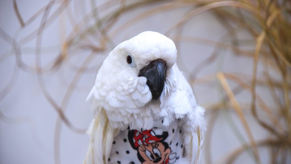 Josefínka, kakadu bílý