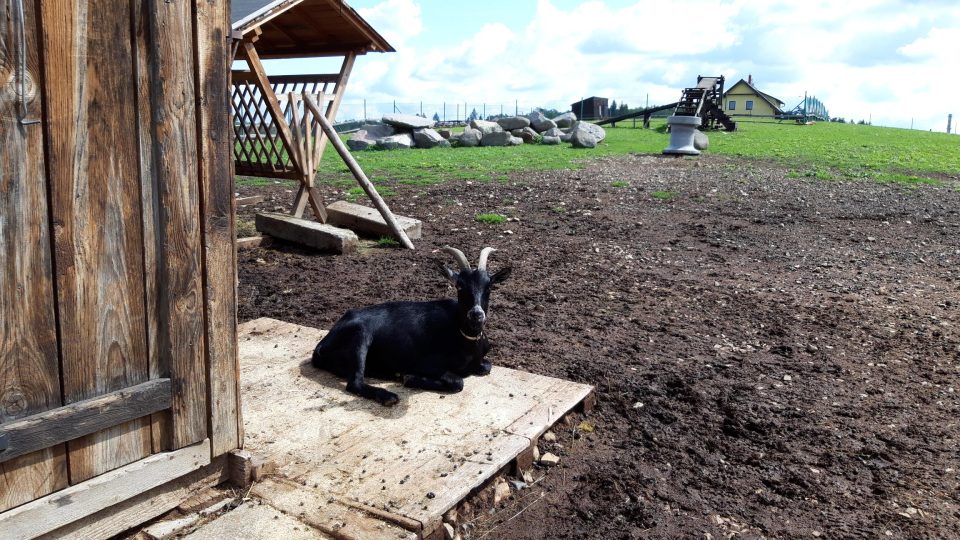 Na farmě u Dobříše je dost prostoru pro kozy i pro návštěvníky. Nejvíc se tam vyřádí děti