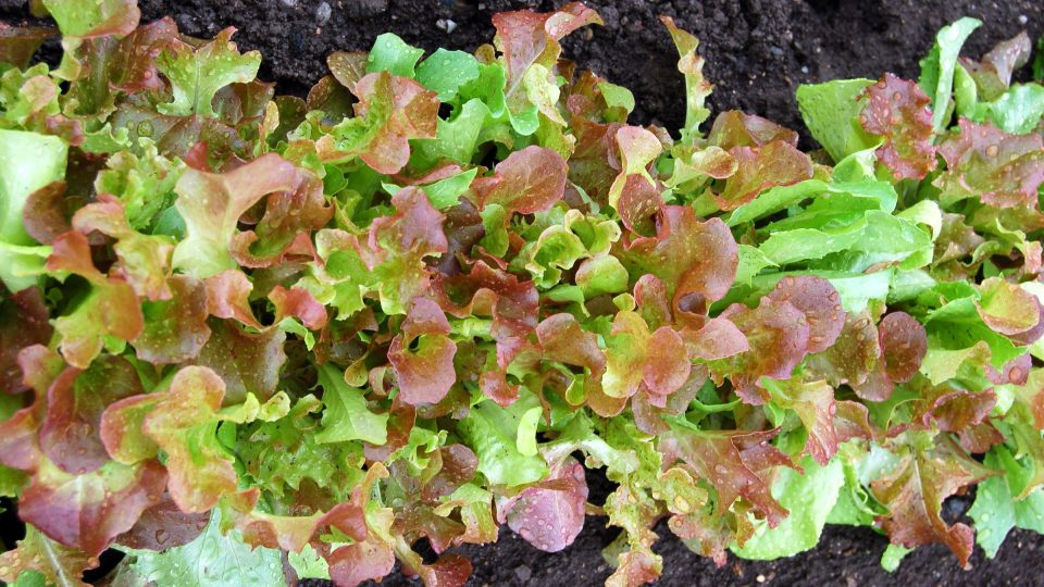 Za oknem dobře rostou i tzv. baby saláty, saláty k řezu