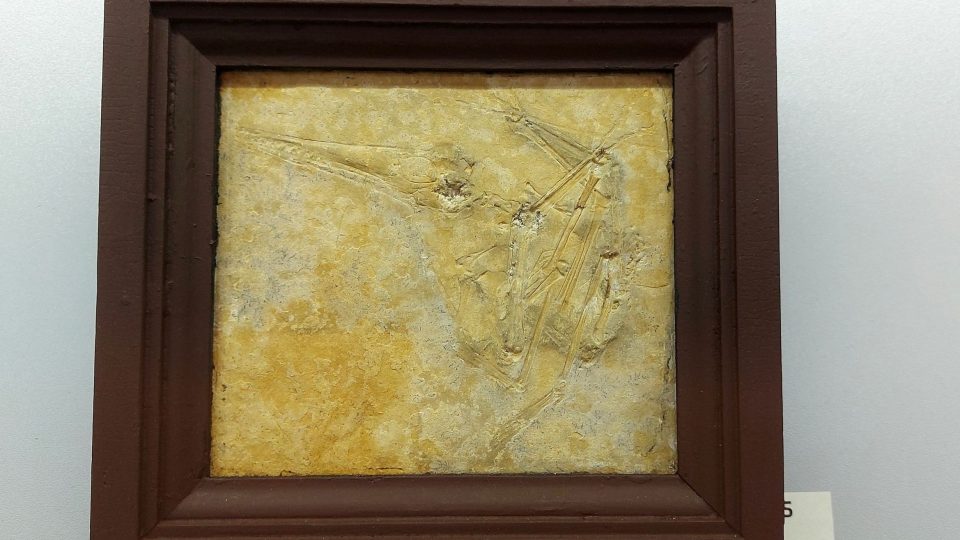 Pterosaur Pterodactylus kochi, svrchní jura