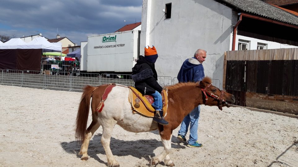 V Lysé nad Labem se až do neděle koná výstava Jaro s koňmi. Návštěvníci se mohou těšit na venkovní arénu, kde uvidí ukázky výcviku koní. Děti se mohou svézt na ponících 
