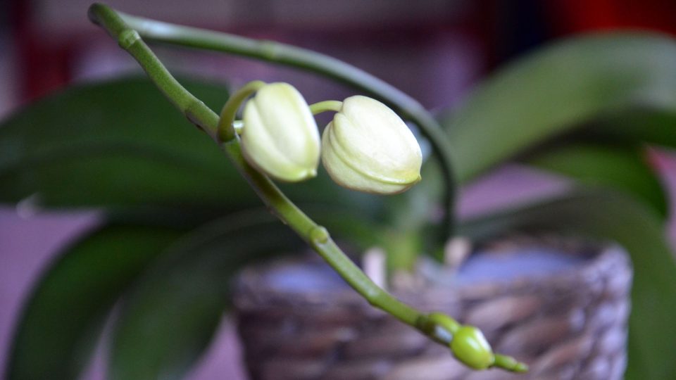 Průvan, nadměrná zálivka apod. mohou způsobit opad poupat orchidejí