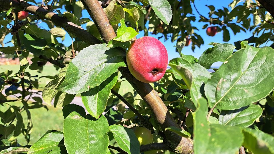 Na výletě cestou k Hudlické skále si můžete natrhat jablka