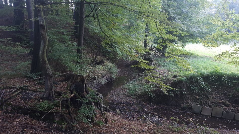 Potok Podšajarka se kroutí Frýdeckým lesem