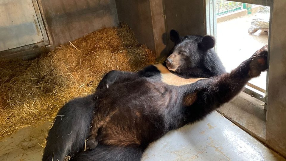 Medvědi po zimním odpočinku potřebují klid na jarní „rozjezd“ - samec Balu