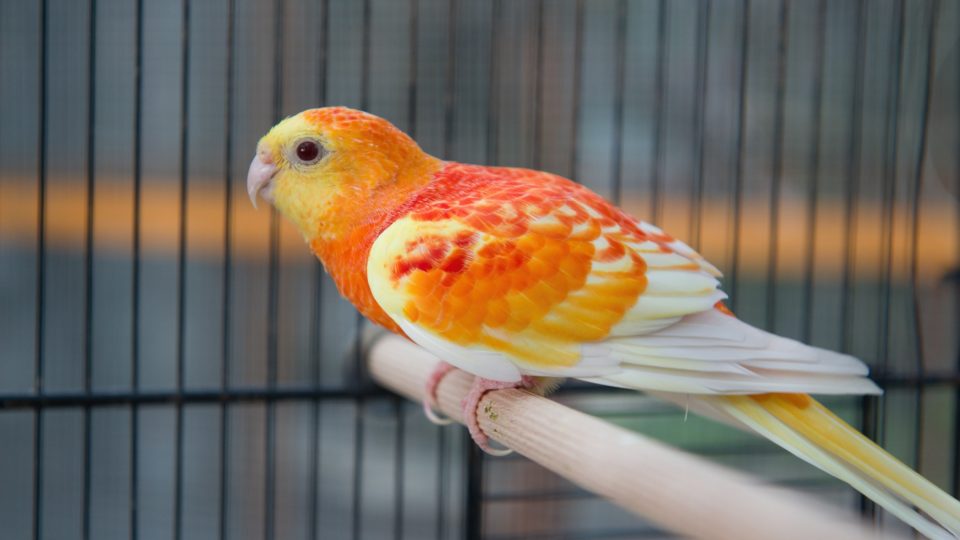 Papoušek zpěvavý oranžový