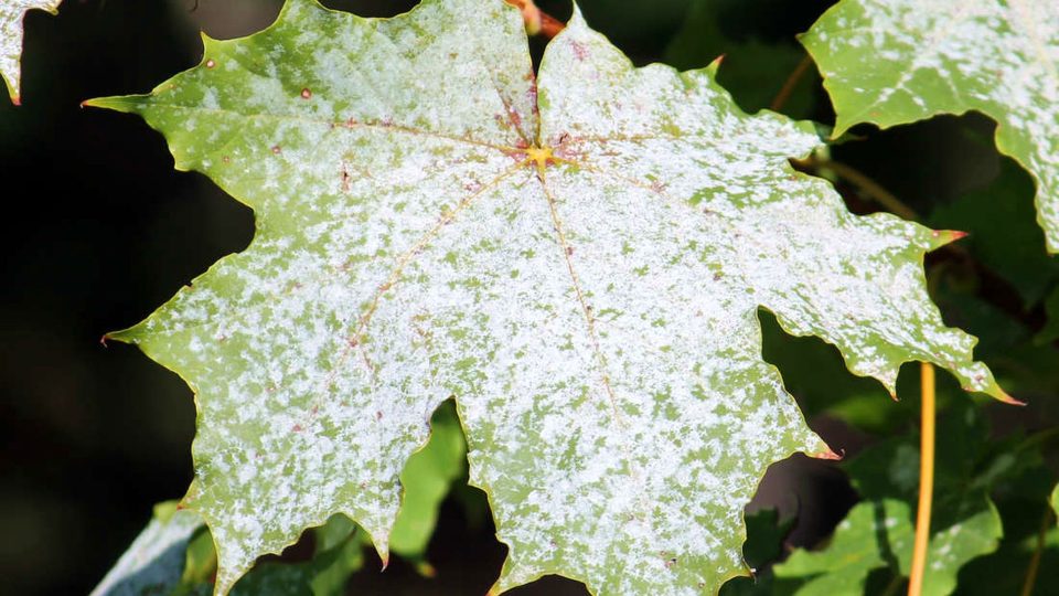 Padlí, houbová choroba na listu javoru