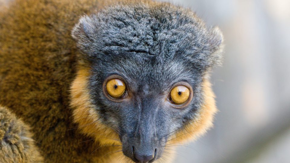 Lemur límcový