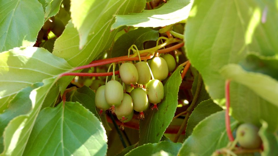 Actinidia arguta, odrůda Weiki
