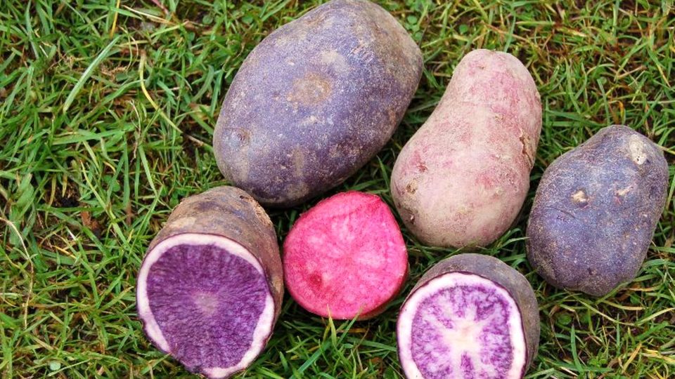 Existují i brambory s barevnou dužninou