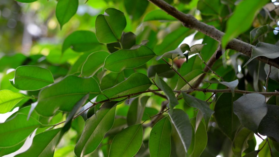 Fíkusy (zde Ficus benjamina) prořezáváme v lednu