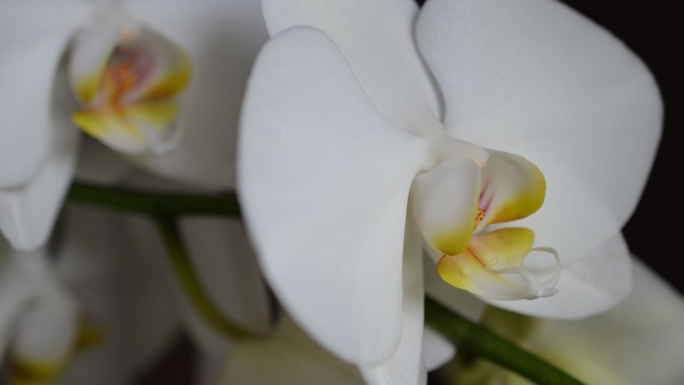 Přechod z obchodu do bytu nejlépe snášejí orchideje