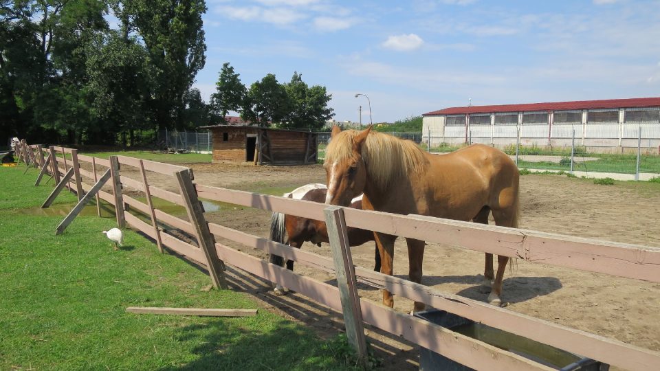 Koně v Pohádkové zahradě zůstávají za ohradou