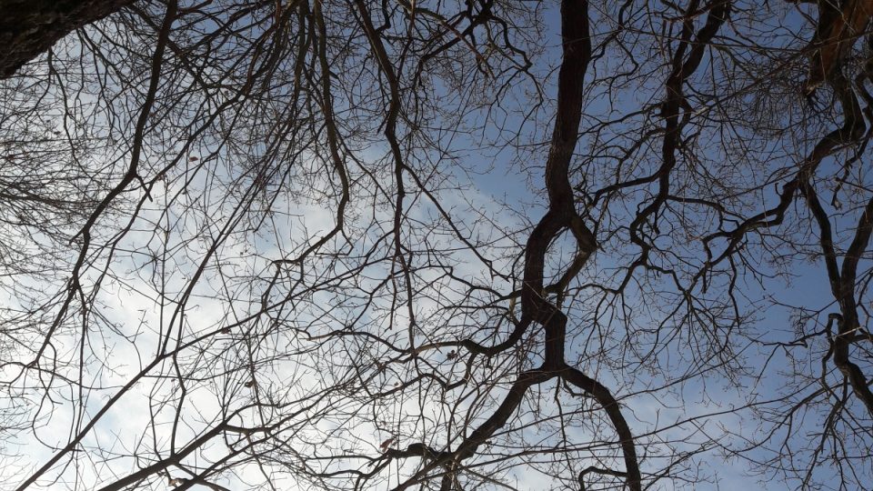 Pohled do koruny stromů je v zimě úchvatný
