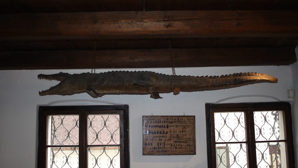 Vycpaný krokodýl