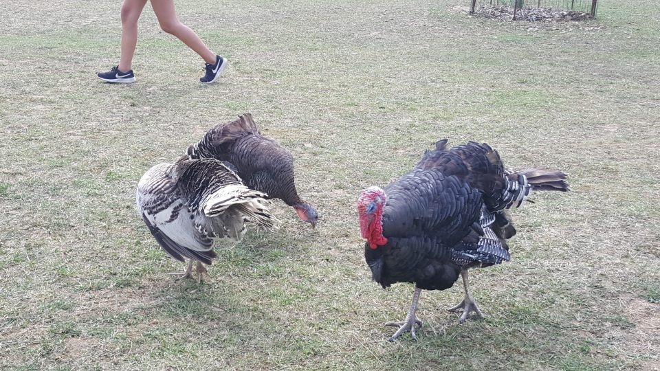 V Zooparku v Zelčíně si mohou návštěvníci zvířata prohlédnout zblízka