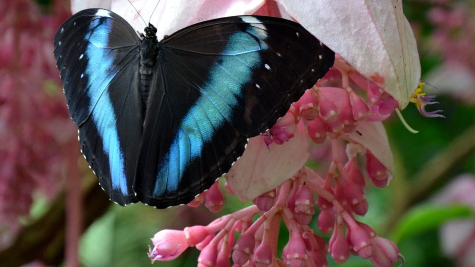 Výstava motýlů začne 9.6., už teď ve skleníku někteří poletují