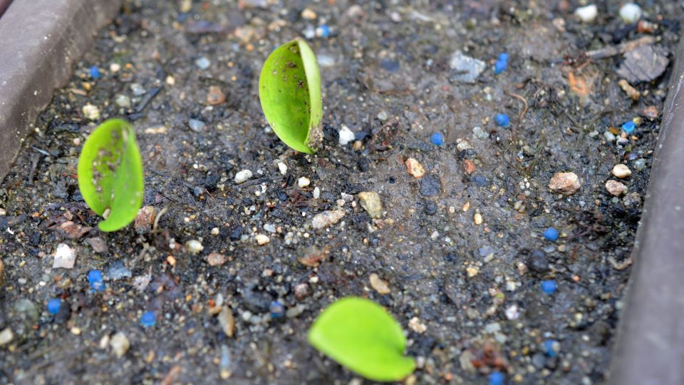 Když cibule správně zasadíte, na jaře vám na zahradě vyrazí mladé rostlinky