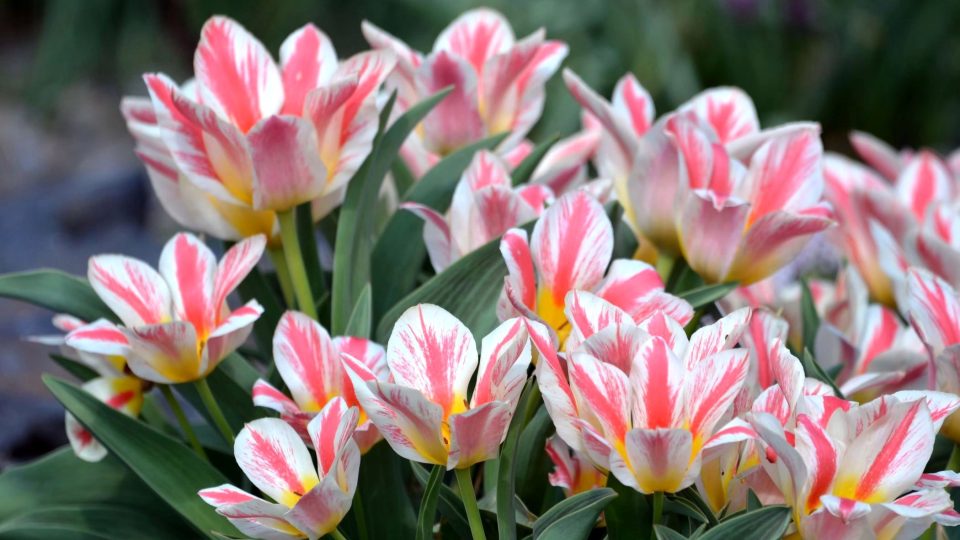 Cibule tulipánů vkládejte do země, až teplota půdy klesne pod 10 stupňů Celsia