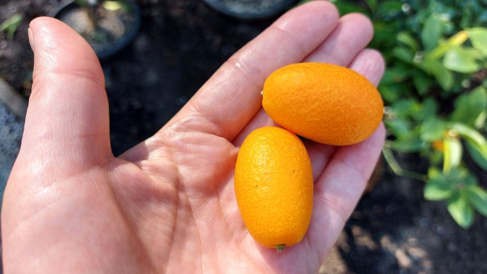 Kumquat (Citrus japonica), též nagami nebo kumkvat, má hořkosladkou chuť