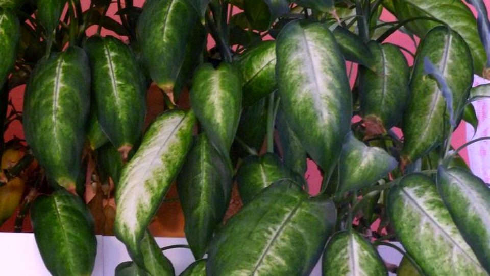 Dieffenbachie je asi nejznámější z jedovatých áronovitých rostlin