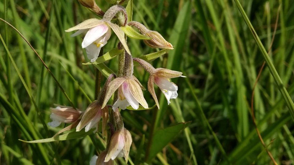 Orchidej kruštík roste v CHKO Kokořínsko - Máchův kraj